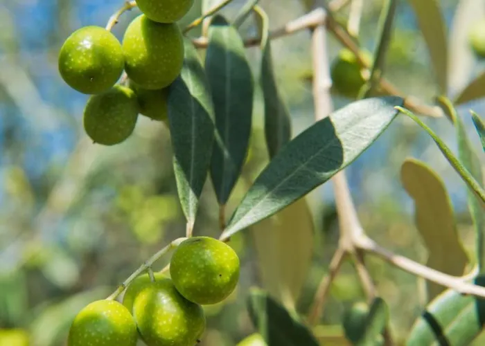 Gaiattone Eco Hotel 3*